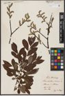 Foto von Salix aurita L. x Salix cinerea L.